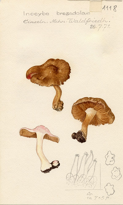 Inocybe bresadolae?